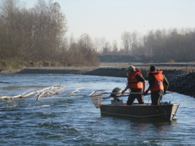 I  recuperi di trota marmorata - RISERVA   CARMAGNOLA